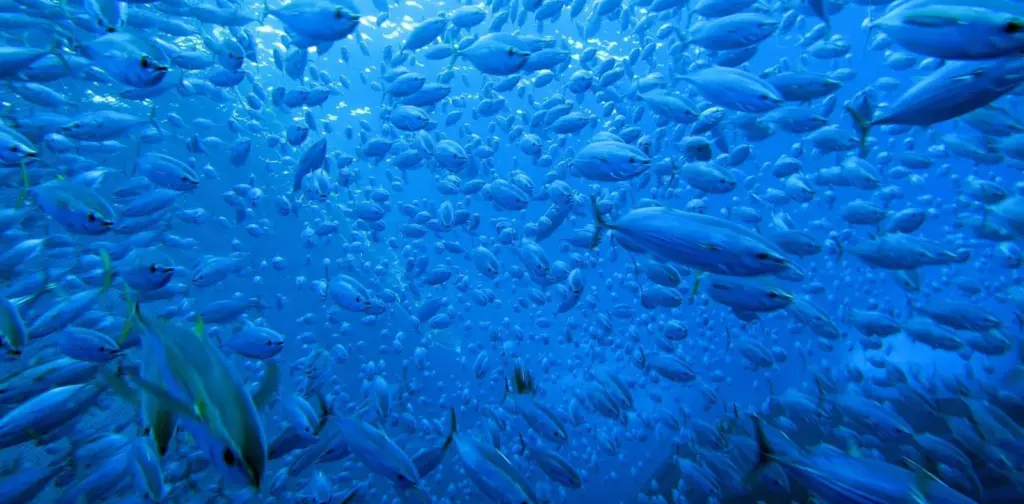 ISSF Tuna