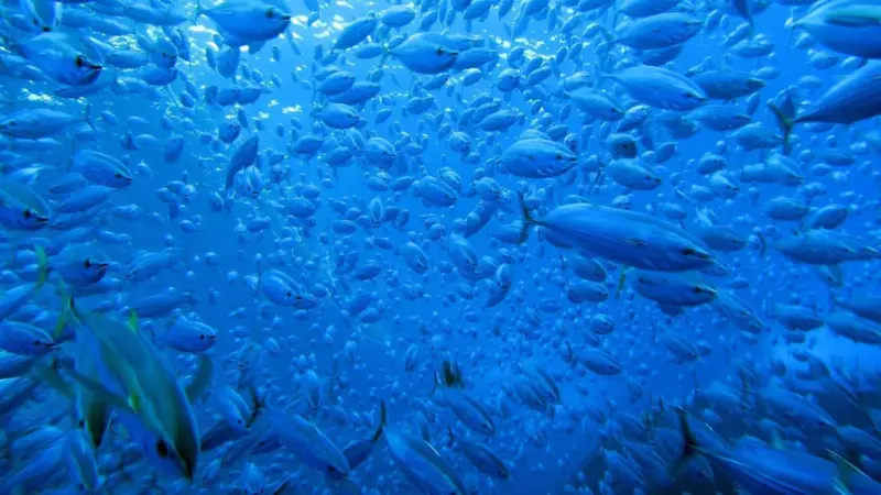ISSF Tuna
