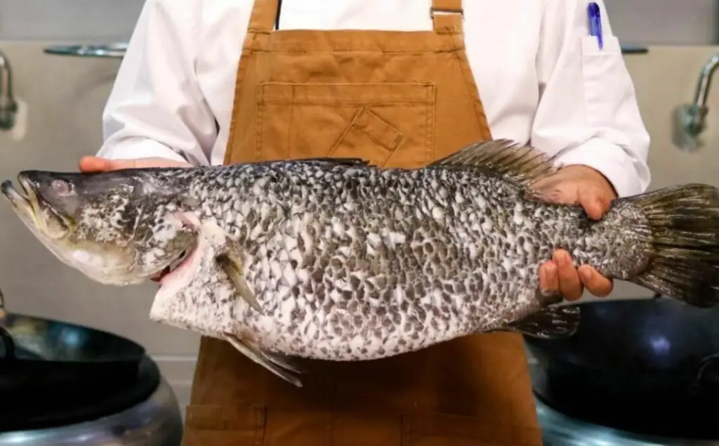 Barramundi Group
