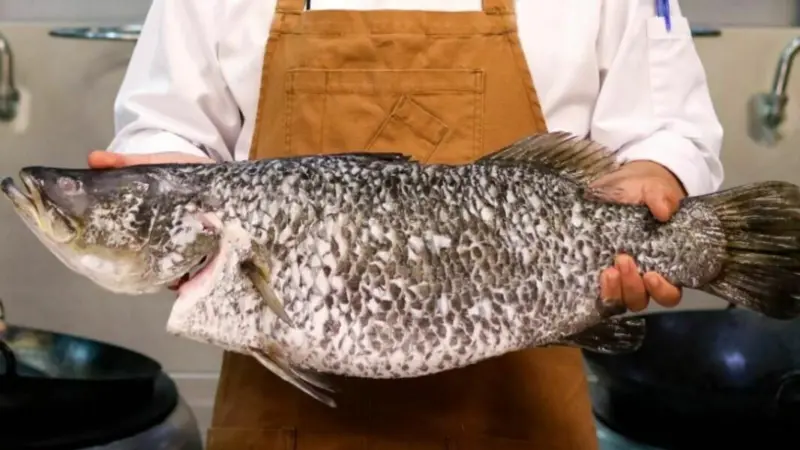 Barramundi Group