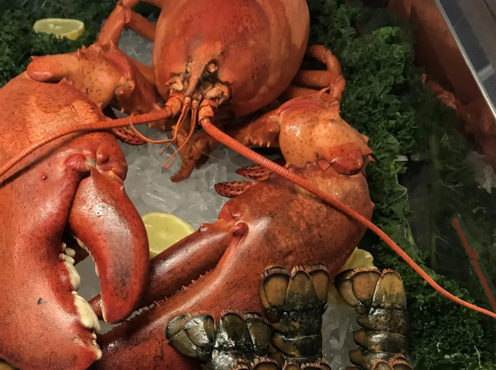 American Lobster