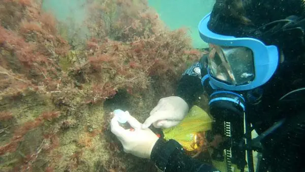 diver-with-pot