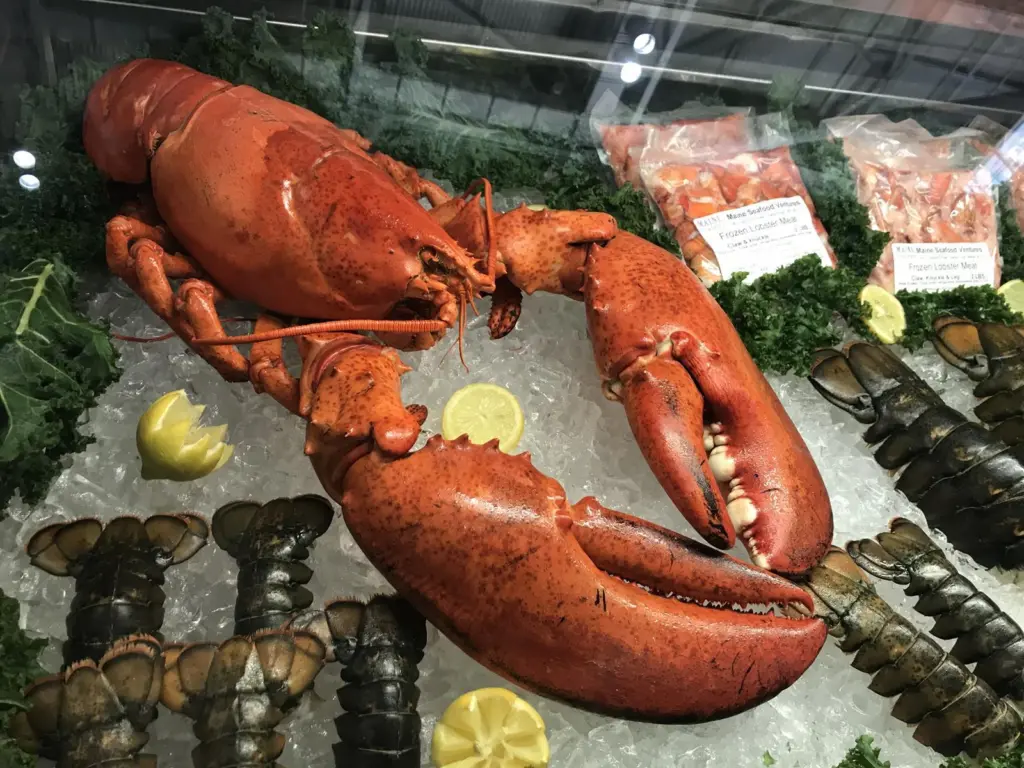 Maine lobster