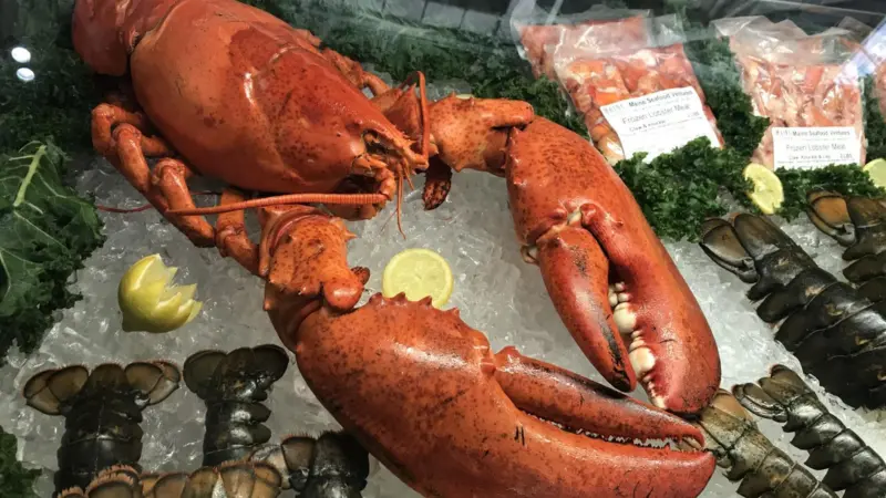 Maine lobster