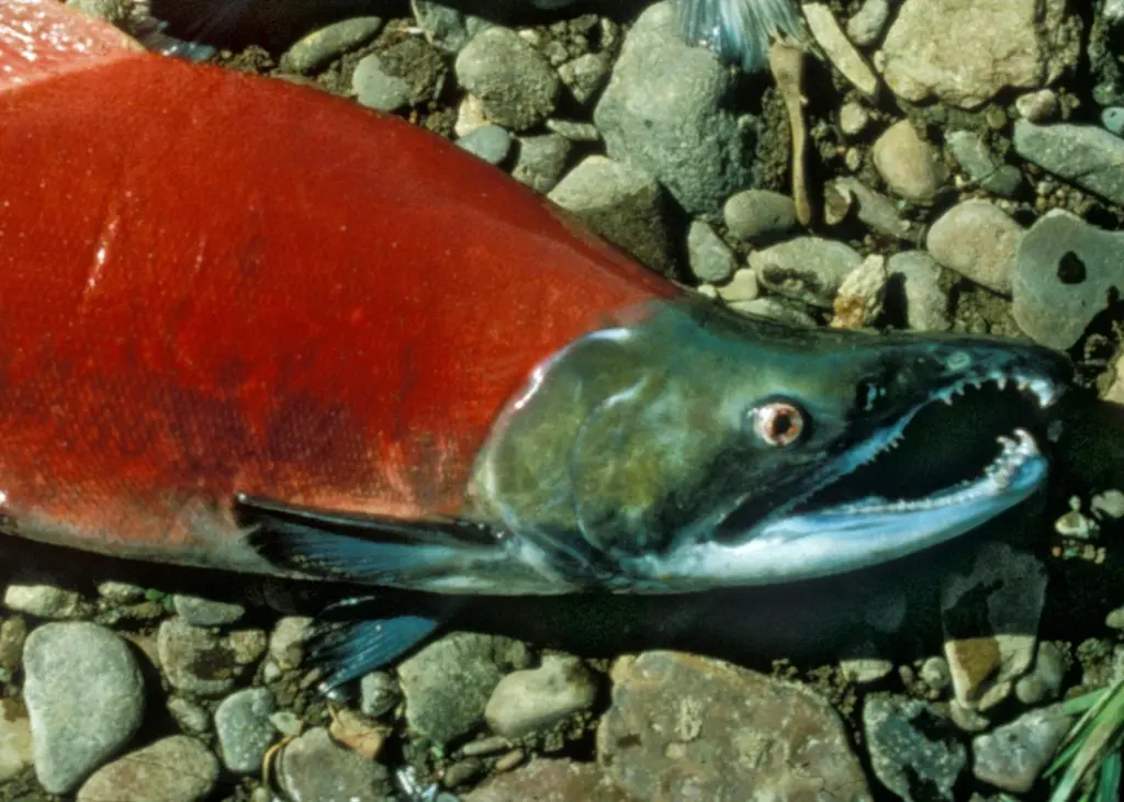 Sockeye salmon