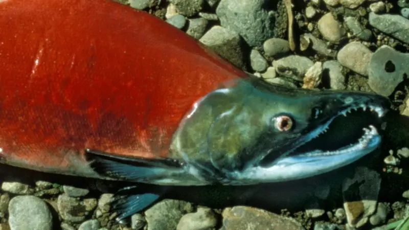 Sockeye salmon