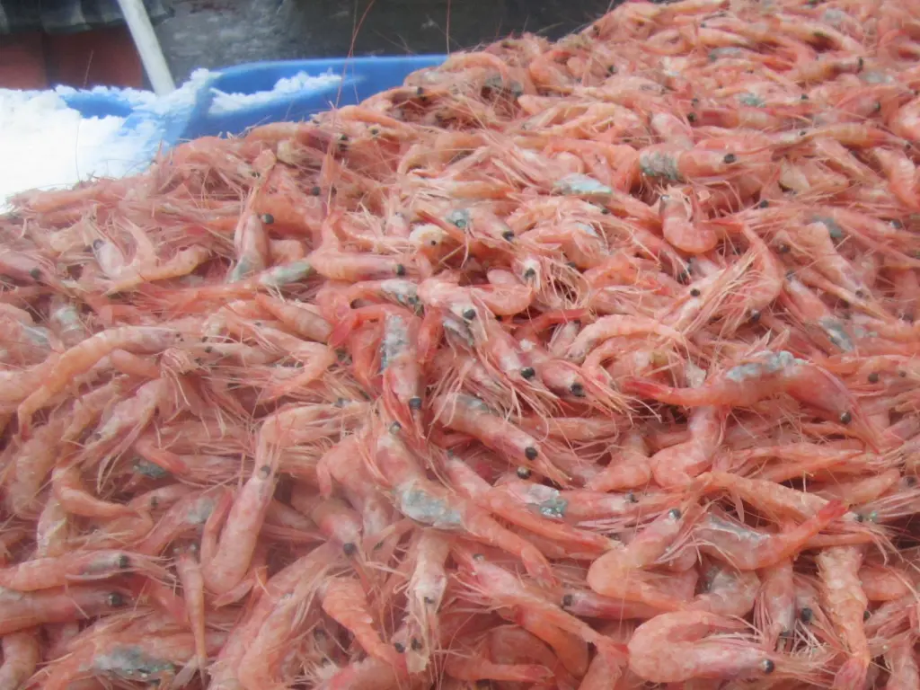 Coldwater prawns