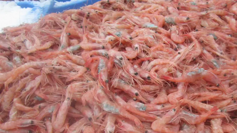 Coldwater prawns