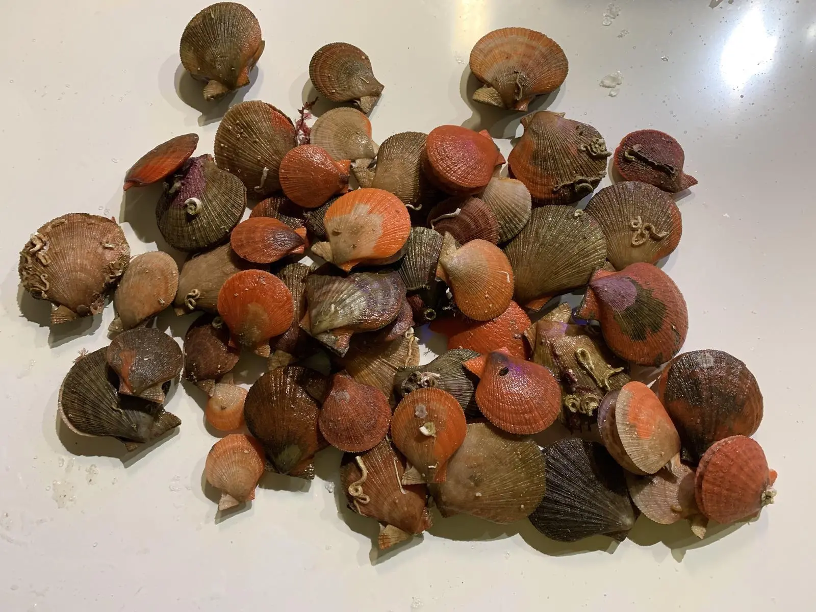 Scallops