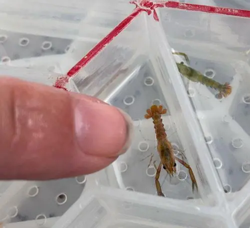 lobster-finger