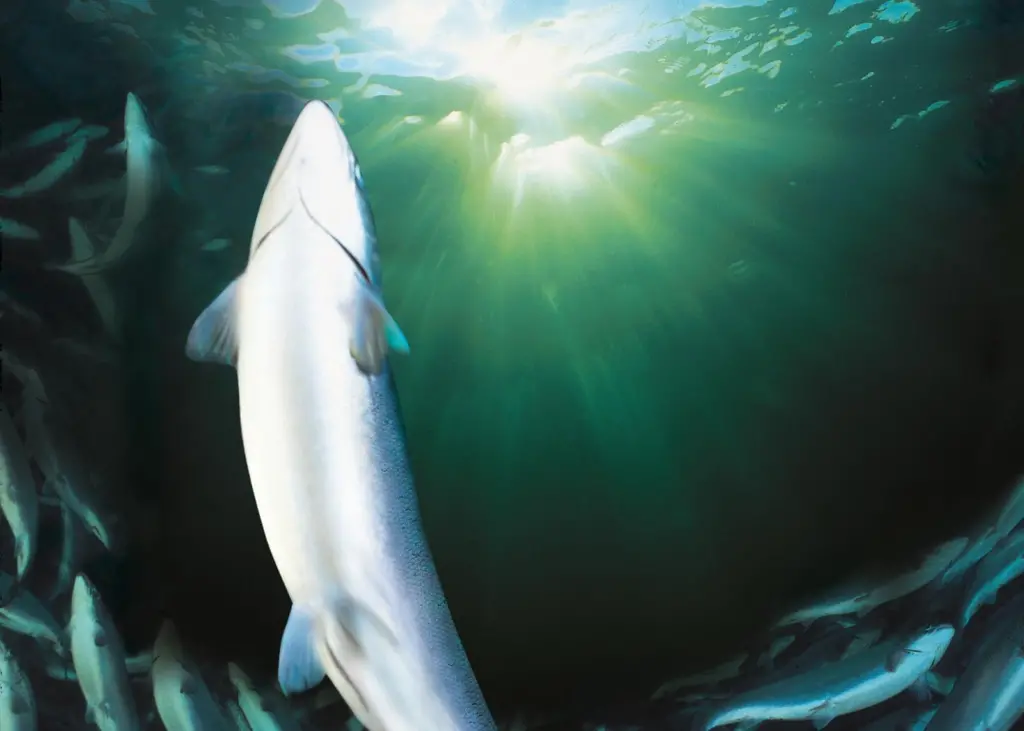 Faroese salmon
