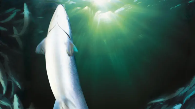 Faroese salmon