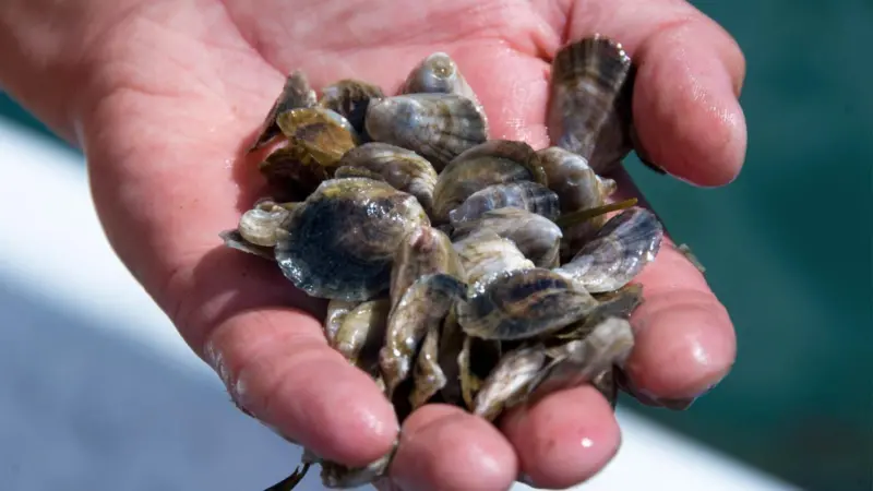 Aquaculture Maine Funding