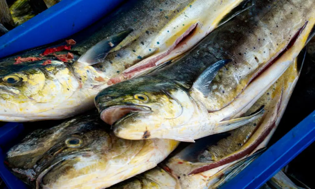 Mahi-mahi