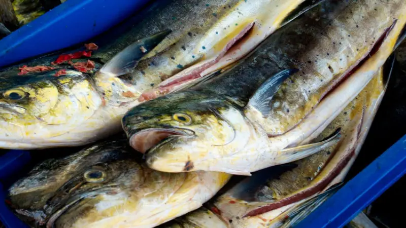 Mahi-mahi