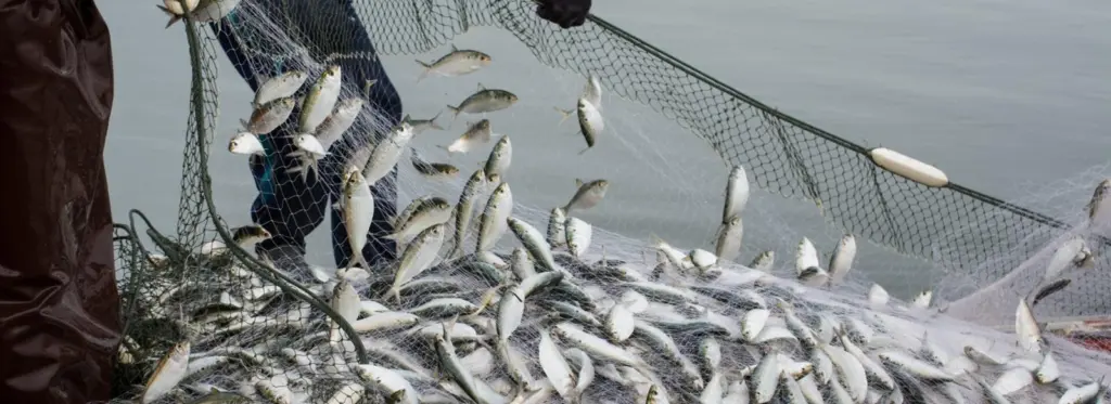 Baltic Fisheries