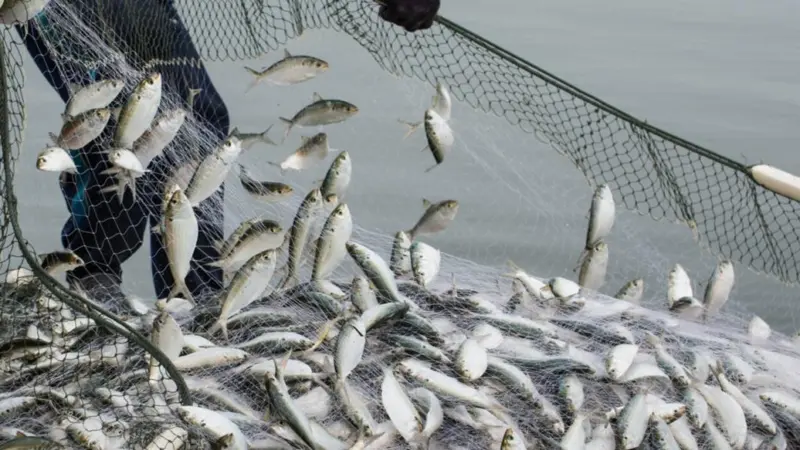 Baltic Fisheries