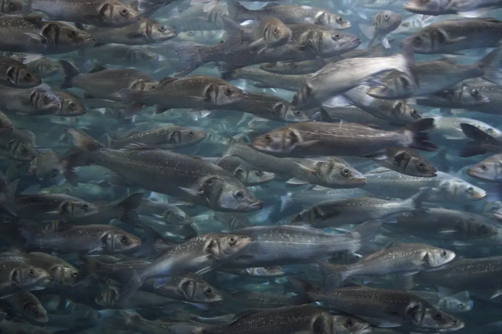 Most of the Baltic Sea's commercial stocks, including cod, have collapsed