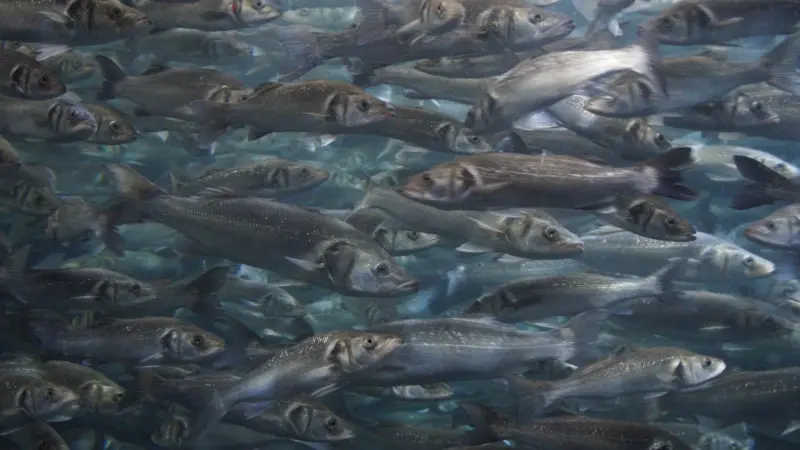 Most of the Baltic Sea's commercial stocks, including cod, have collapsed