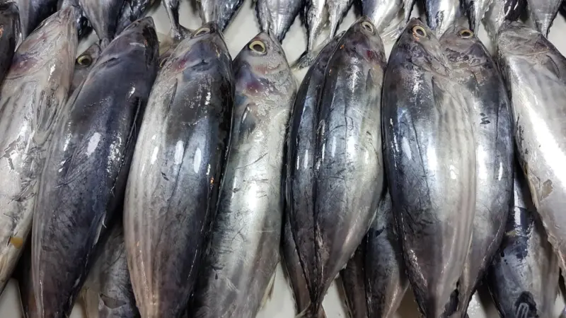 Skipjack_tuna_(Katsuwonus_pelamis)_in_a_Philippine_fish_market