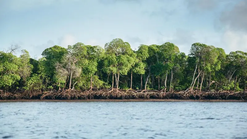 Ecuador mangroves