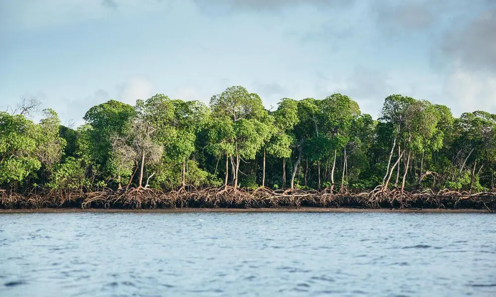 Ecuador mangroves