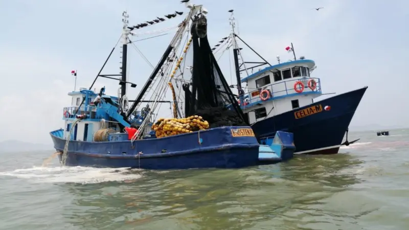 The fishmeal and fish oil production plants at the Panama small pelagics fishery have now been certified by the MarinTrust Improver Programme