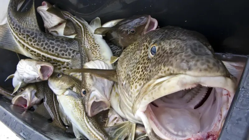 Northeast Arctic cod