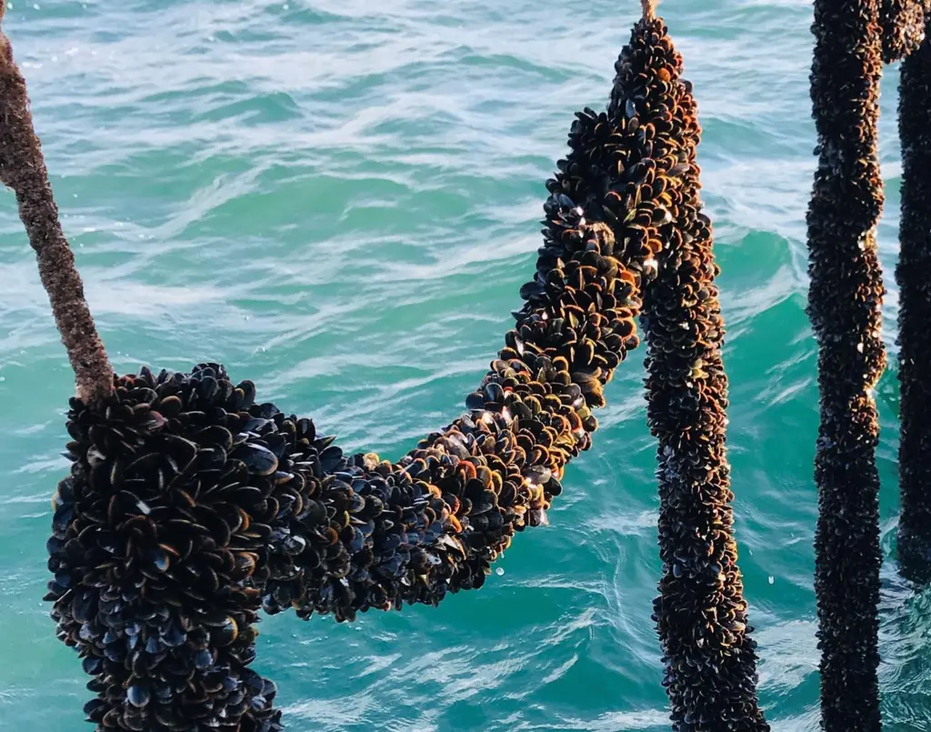 Mussels growing on ropes at the offshore farm in Lyme Bay, UK