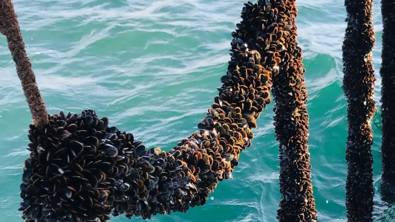 Mussels growing on ropes at the offshore farm in Lyme Bay, UK