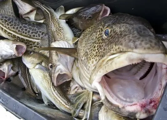 Cod stocks are at historically low levels
