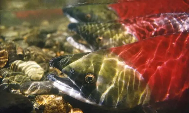 Sockeye salmon