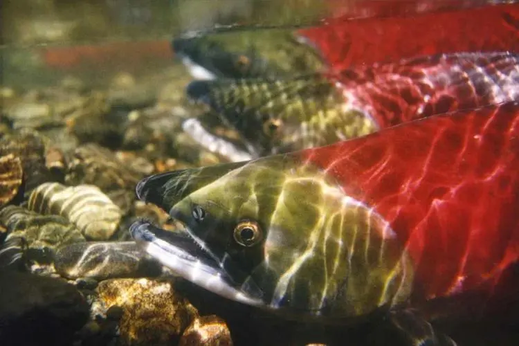 Sockeye salmon