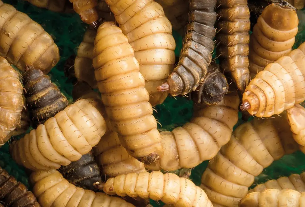 Protix-larvae