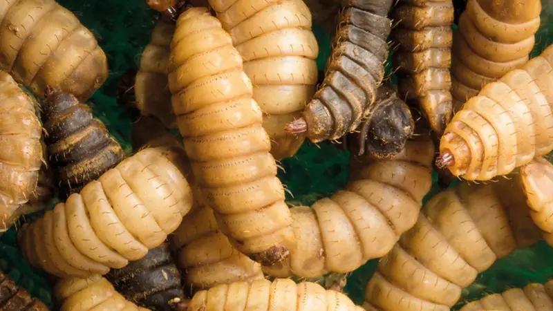 Protix-larvae