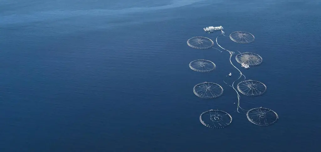 NZKS has been given the green light to begin farming the first open ocean finfish site in New Zealand