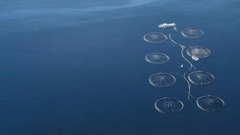 NZKS has been given the green light to begin farming the first open ocean finfish site in New Zealand