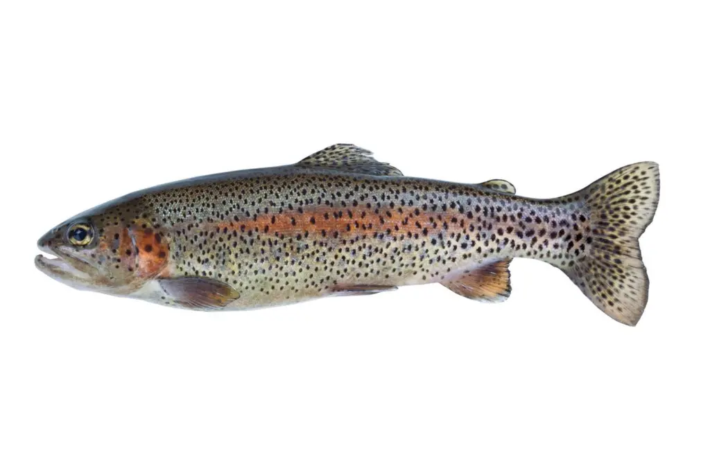 Steelhead