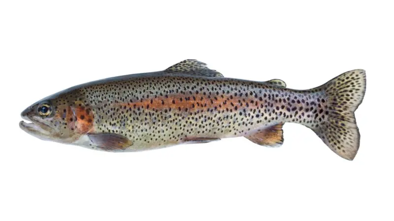 Steelhead