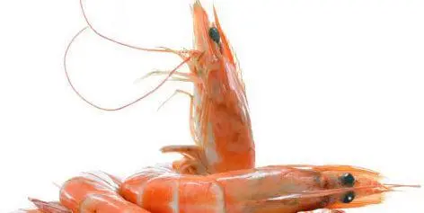 Unibio shrimp feed trial