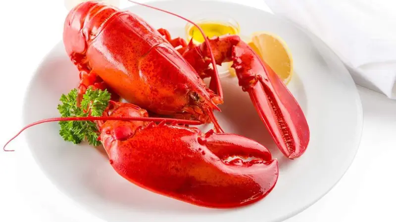 Maine lobster