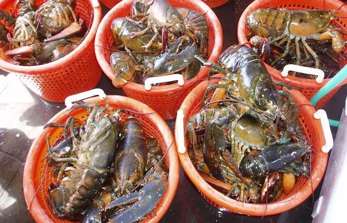 Maine lobsters
