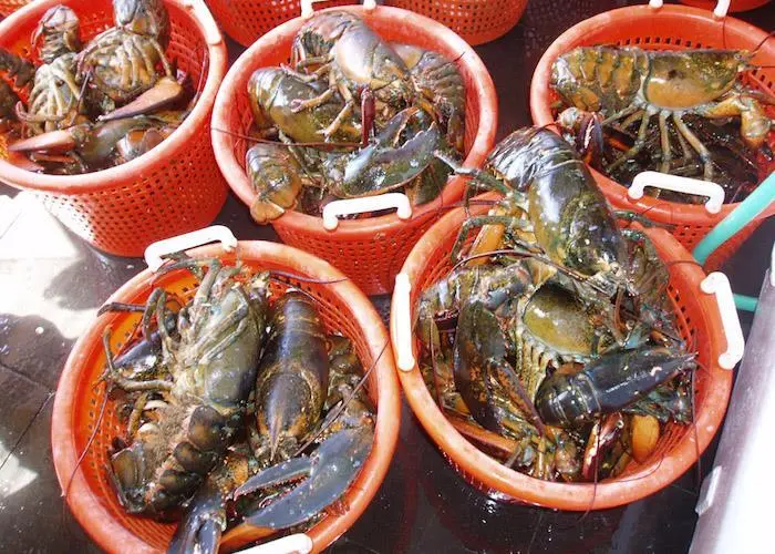 Maine lobsters