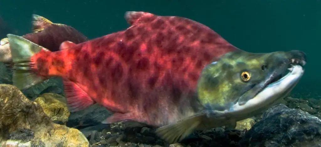Sockeye salmon