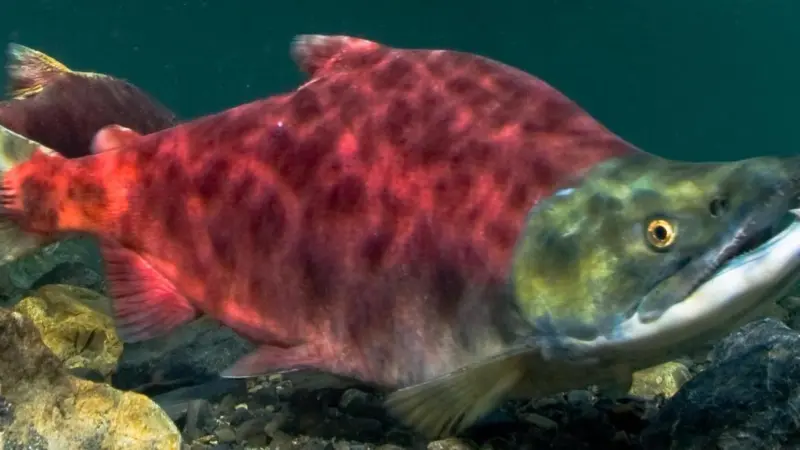 Sockeye salmon