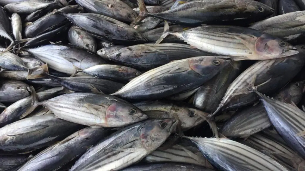 Skipjack tuna