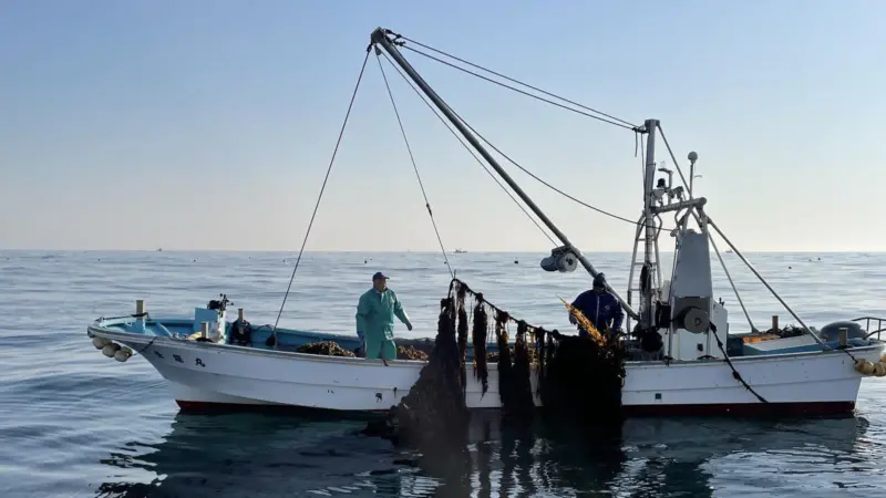 ASC-MSC Seaweed Certification