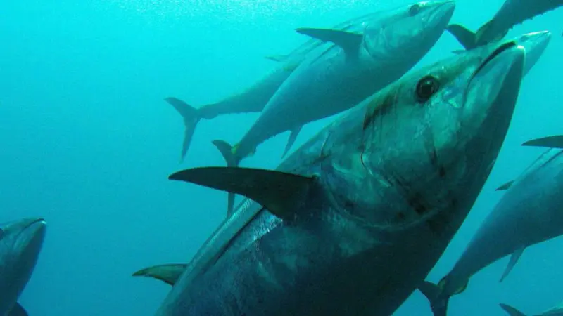 The new Bluefin tuna management procedure has been developed with active engagement of EU scientists and with EU funding