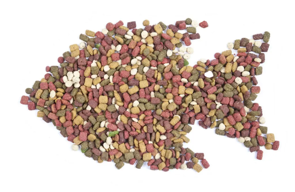 Fish feed