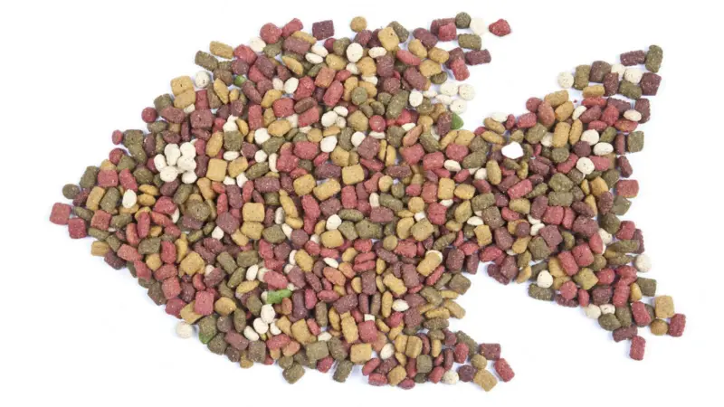 Fish feed